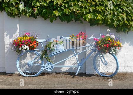 Blue Tandem Fahrrad gebaut für zwei hält Blumenkörbe mit bunten Sommer blühenden Bettwäsche Pflanzen gefüllt lehnt sich an Bürgersteig Hütte Wand Norfolk UK Stockfoto