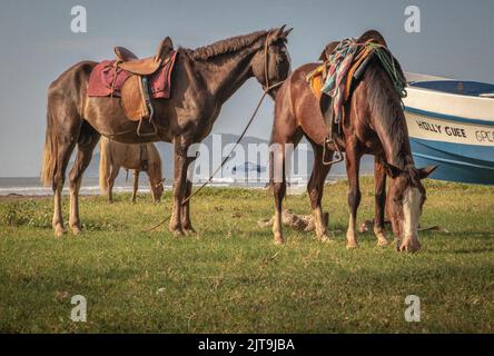 Zwei Pferde (Equus ferus caballus) mit Sätteln grasen entlang des Strandes in Costa Rica Stockfoto