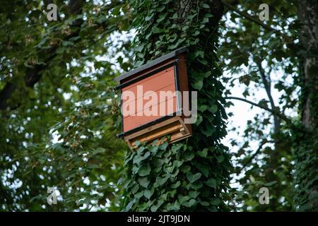 Fledermaus-Kasten Nistkasten für Fledermäuse gebaut Stockfoto