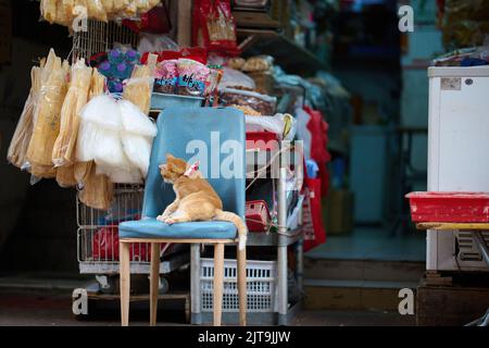 Eine niedliche Ingwer-Hauskatze, die auf einem Stuhl in einem Geschäft in Tsuen Wan, Hongkong, sitzt Stockfoto