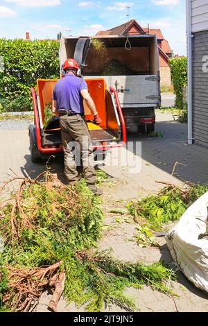 Rückansicht Baumchirurg Baumärpfling Arbeiten Schnitt Nadelbäume Zweige in Forst ST6D Diesel-Abschleppmaschine Entladen in offenen LKW UK Stockfoto