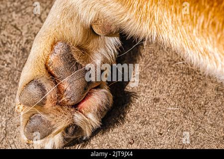 Nahaufnahme einer Hundepfote Stockfoto