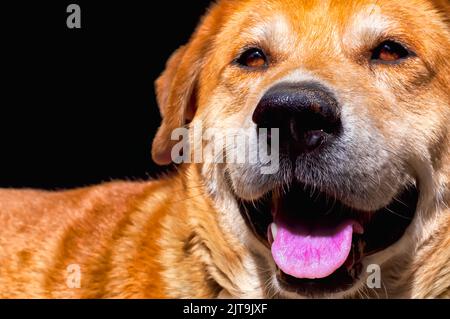 Ein deutscher Shepherd Lab Mix, isoliert auf dunklem Hintergrund, an einem heißen, sonnigen Tag keuchen. Stockfoto