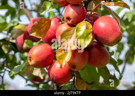 rote Äpfel am Baum Stockfoto