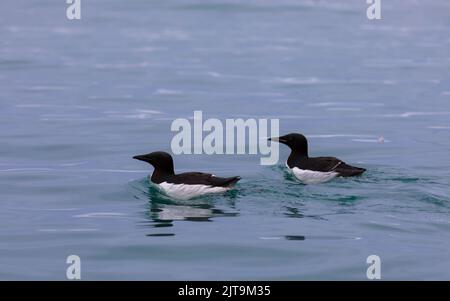 Guillemot oder dickschnabelige Murre schwimmen im arktischen Ozean. Tierverhalten in der Arktis. Spitzbergen, Norwegen Stockfoto