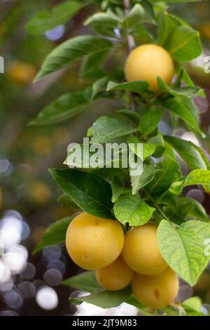 Ein Haufen wilder gelber Pflaumen auf dem Baum. Hochwertige Fotos Stockfoto