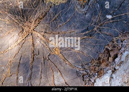 Gesprungene Holzscheibe, organische Textur und Muster, trockener Baumstamm im Sonnenlicht, stumpige Oberfläche, natürlicher Hintergrund. Stockfoto