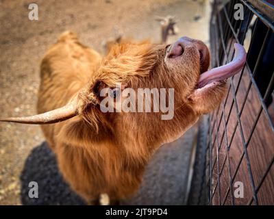 Eine Nahaufnahme einer Highland-Kuh, die den Zaun im Zoo leckt. Stockfoto