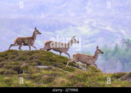 Drei laufende Rothirsche auf Hügeln Stockfoto