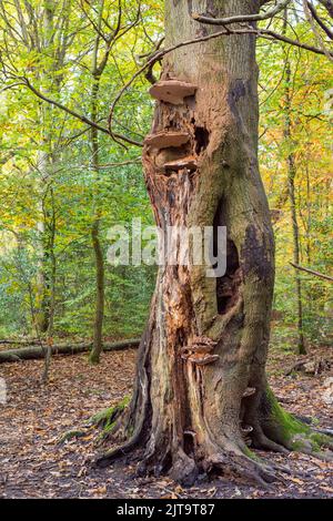 Vier große Pilze wachsen auf dem Stamm einer Buche in Eccleshall Woods, Sheffield UK Stockfoto