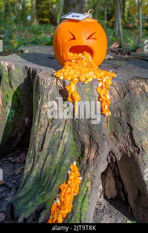 Sheffield, Großbritannien - 31. Oktober 2019: Geschnitzter Kürbis oder Bube oder Laterne, die auf dem Eccleshall Woods Halloween Trail krank sind Stockfoto