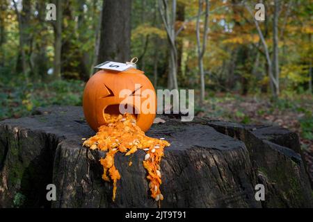 Sheffield, Großbritannien - 31. Oktober 2019: Geschnitzter Kürbis oder Bube oder Laterne, die auf dem Eccleshall Woods Halloween Trail krank sind Stockfoto