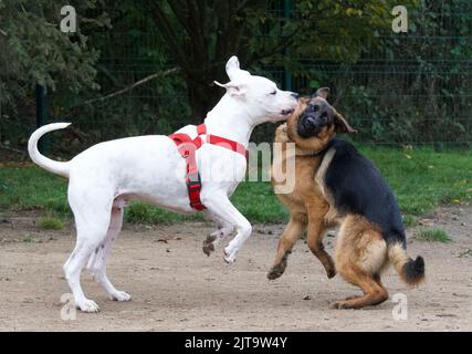 Lustige Szene eines argentinischen Hundes, der einen deutschen Schäferhund auf die Wange küsst. Stockfoto