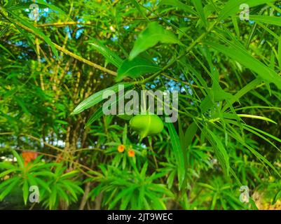 Eine schöne Aufnahme von Kaner Nerium Oleander Apocynoideae Rose Laurel Garden Pflanzen Sie Blätter und Früchte Stockfoto