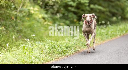 Glücklicher Weimaraner Hund läuft auf der Seite einer Straße, umgeben von grüner Natur. Stockfoto