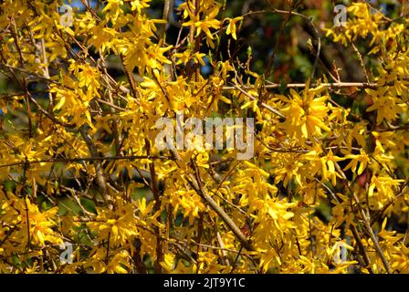 Forsythia blühen im Frühling Stockfoto