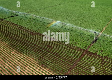 Luftaufnahme von Bewässerungssprinklern in Kulturkartoffelplantage von Drohne pov, Weitwinkel Stockfoto