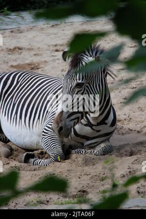 Zebra legt sich auf Sand mit Bäumen im Untergrund Stockfoto