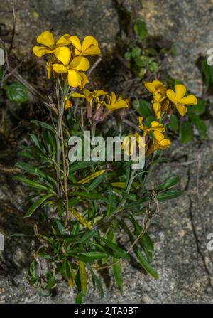 Wandblume, Erysimum cheiri, an alter Wand eingebürgert. Aus Griechenland. Stockfoto