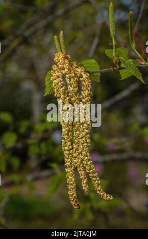 Männliche Kätzchen aus Silberbirke, Betula pendula, im Frühjahr. Stockfoto