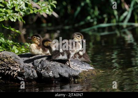 MANDARIN-Enten auf einem Felsen mitten in einem Fluss, Großbritannien. Stockfoto