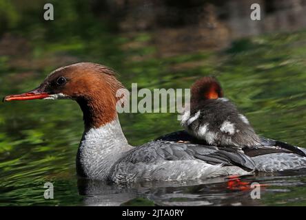 GÄNSEHAUT (Mergus merganser) beim Schwimmen mit einem Entlein auf dem Rücken, Großbritannien. Stockfoto