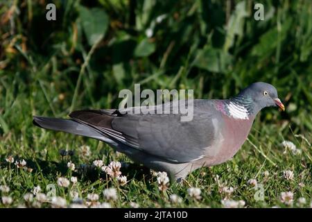 WALDTAUBE (Columba palumbus) auf der Nahrungssuche zwischen Gras und Kleeblatt, Großbritannien. Stockfoto