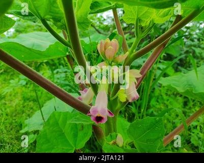 A Devils Claws Tigers Claw Iceplant Kakanasa Baghnakh Hatha Jodi Urat Kanta Vichar Bichu Flower Plant Stockfoto