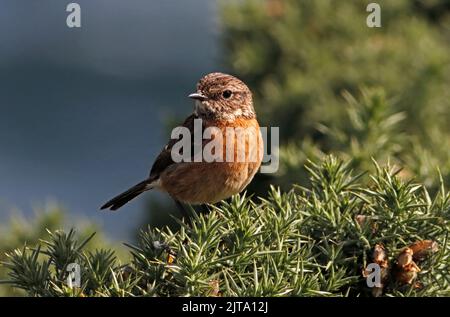 STEINECHAT auf Gorse, Großbritannien. Stockfoto