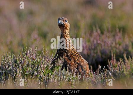 ROTHUHN (Lagopus lagopus scoticus) mit Blick auf die Heidekraut in der frühen Morgensonne, Großbritannien. Stockfoto