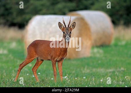 REHE (Capreolus capreolus) stand vor Strohballen, Großbritannien. Stockfoto