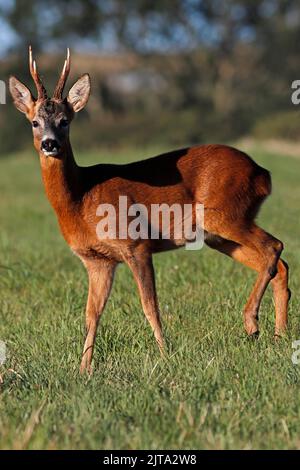 Rehe Buck, UK. Stockfoto