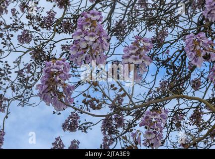 Der Baum, Paulownia fortunei oder Fortune-Kaiserin, aus dem Südosten Chinas; besonders schnell wachsender Baum aufgrund seiner Verwendung von C4 Kohlenstoff-Fixierung. Zoll Stockfoto