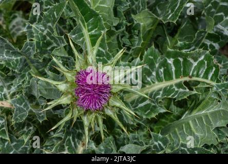 Milchdistel, Silybum marianum in Blüte, mit bunten Blättern. Stockfoto