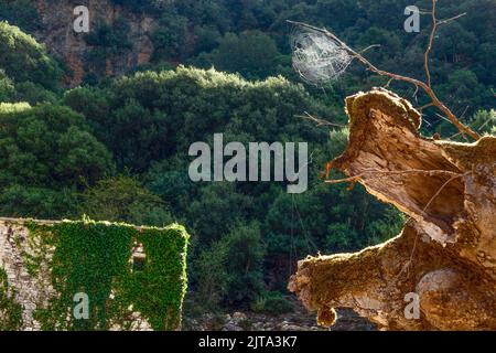 Spinnennetz auf einem Baum auf dem Land Stockfoto