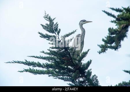 Sidmouth, Devon, 29. Aug 2022 Ein grauer Reiher sitzt in einem Monterey-Zypern-Baum hoch über einem Gartenteich in Devon. Der Mangel an Regen hat den Flussspiegel auf ein Allzeittief gebracht, was Reiher und andere Raubvögel dazu zwingt, in den Gärten nach ihrem Fischmahl zu suchen. Tony Charnock/Alamy Live News Stockfoto