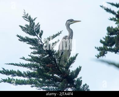 Sidmouth, Devon, 29. Aug 2022 Ein grauer Reiher sitzt in einem Monterey-Zypern-Baum hoch über einem Gartenteich in Devon. Der Mangel an Regen hat den Flussspiegel auf ein Allzeittief gebracht, was Reiher und andere Raubvögel dazu zwingt, in den Gärten nach ihrem Fischmahl zu suchen. Tony Charnock/Alamy Live News Stockfoto