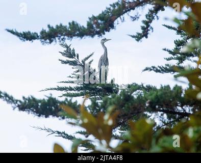 Sidmouth, Devon, 29. Aug 2022 Ein grauer Reiher sitzt in einem Monterey-Zypern-Baum hoch über einem Gartenteich in Devon. Der Mangel an Regen hat den Flussspiegel auf ein Allzeittief gebracht, was Reiher und andere Raubvögel dazu zwingt, in den Gärten nach ihrem Fischmahl zu suchen. Tony Charnock/Alamy Live News Stockfoto