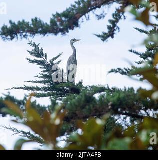 Sidmouth, Devon, 29. Aug 2022 Ein grauer Reiher sitzt in einem Monterey-Zypern-Baum hoch über einem Gartenteich in Devon. Der Mangel an Regen hat den Flussspiegel auf ein Allzeittief gebracht, was Reiher und andere Raubvögel dazu zwingt, in den Gärten nach ihrem Fischmahl zu suchen. Tony Charnock/Alamy Live News Stockfoto