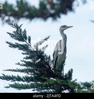 Sidmouth, Devon, 29. Aug 2022 Ein grauer Reiher sitzt in einem Monterey-Zypern-Baum hoch über einem Gartenteich in Devon. Der Mangel an Regen hat den Flussspiegel auf ein Allzeittief gebracht, was Reiher und andere Raubvögel dazu zwingt, in den Gärten nach ihrem Fischmahl zu suchen. Tony Charnock/Alamy Live News Stockfoto