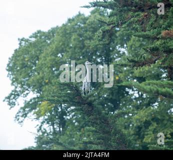 Sidmouth, Devon, 29. Aug 2022 Ein grauer Reiher sitzt in einem Monterey-Zypern-Baum hoch über einem Gartenteich in Devon. Der Mangel an Regen hat den Flussspiegel auf ein Allzeittief gebracht, was Reiher und andere Raubvögel dazu zwingt, in den Gärten nach ihrem Fischmahl zu suchen. Tony Charnock/Alamy Live News Stockfoto