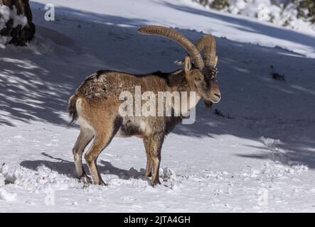 Männlicher iberischer Steinbock oder spanischer Steinbock, Capra pyrenaica, im Winterschnee in den Bergen. Stockfoto