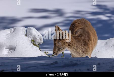 Junger iberischer Steinbock oder spanischer Steinbock, Capra pyrenaica, im Winterschnee in den Bergen. Stockfoto