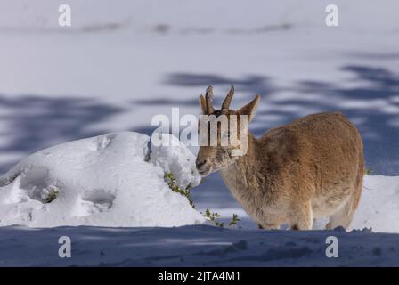 Junger iberischer Steinbock oder spanischer Steinbock, Capra pyrenaica, im Winterschnee in den Bergen. Stockfoto