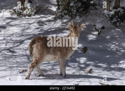 Iberischer Steinbock oder spanischer Steinbock, Capra pyrenaica, im Winterschnee in den Bergen. Stockfoto