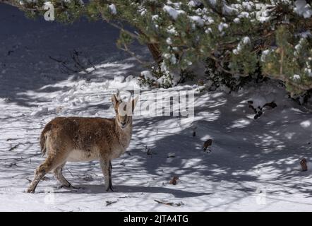 Iberischer Steinbock oder spanischer Steinbock, Capra pyrenaica, im Winterschnee in den Bergen. Stockfoto