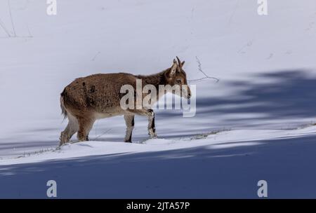 Junger iberischer Steinbock oder spanischer Steinbock, Capra pyrenaica, im Winterschnee in den Bergen. Stockfoto