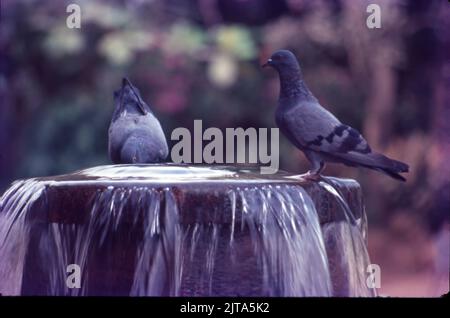 Einzelbild-Geschichte, Taubenwasser aus dem Brunnen Stockfoto