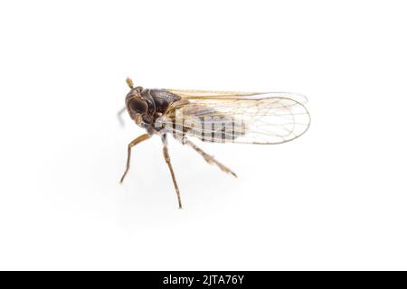 Delphid Planthopper (Isodelphax sp.) isoliert auf weißem Hintergrund. Stockfoto