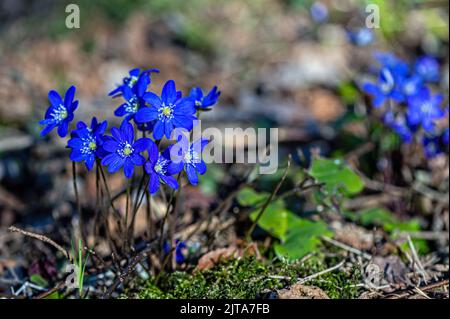 Anemonoides blanda, syn. Anemone blanda, die Balkan-Anemone, Windblume, Nahaufnahme, selektiver Fokus Stockfoto